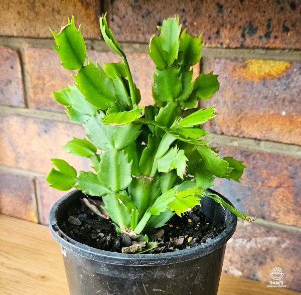 Schlumbergera Truncata Zygocactus Large