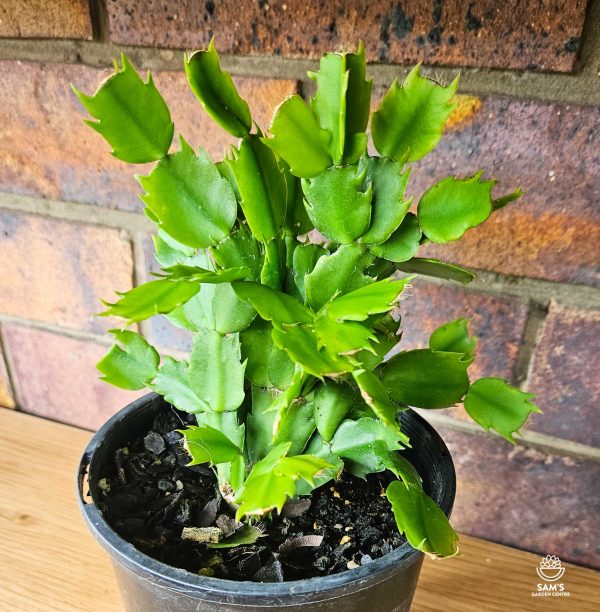 Schlumbergera Truncata Zygocactus Large