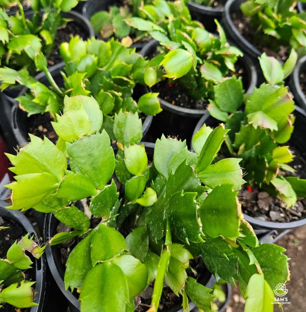 Schlumbergera Truncata Zygocactus Large