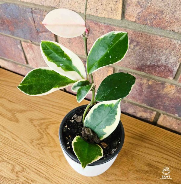 Variegated Hoya Carnosa Indoor Plant