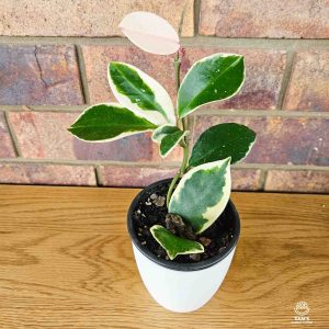 Variegated Hoya Carnosa Indoor Plant