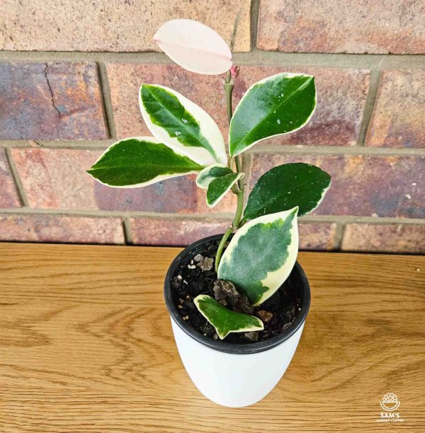 Variegated Hoya Carnosa Indoor Plant