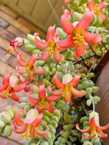 Cotyledon Pendens