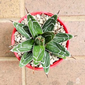 Agave Victoria Reginae - Top View 1