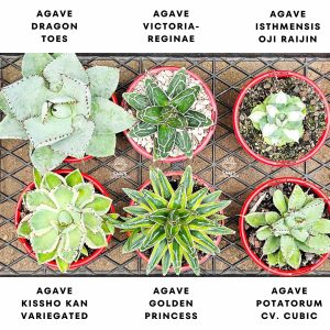 Agaves-assorted-six-pack