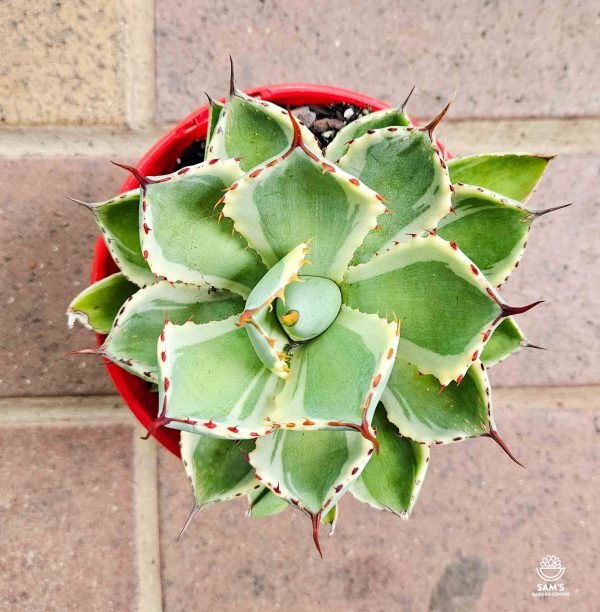 Agave Kissho Kan Variegated - Top view