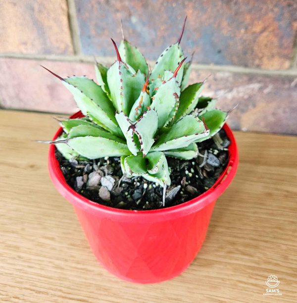 Agave Potatorum Cv Cubic - Side view 1