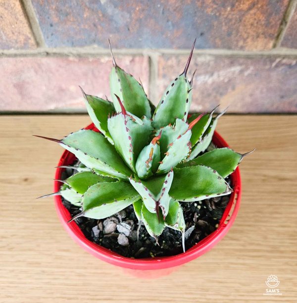 Agave Potatorum Cv Cubic - Side view 3