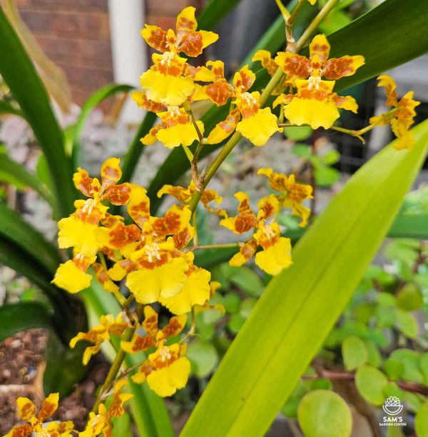 Dancing Lady Orchid - Flowers