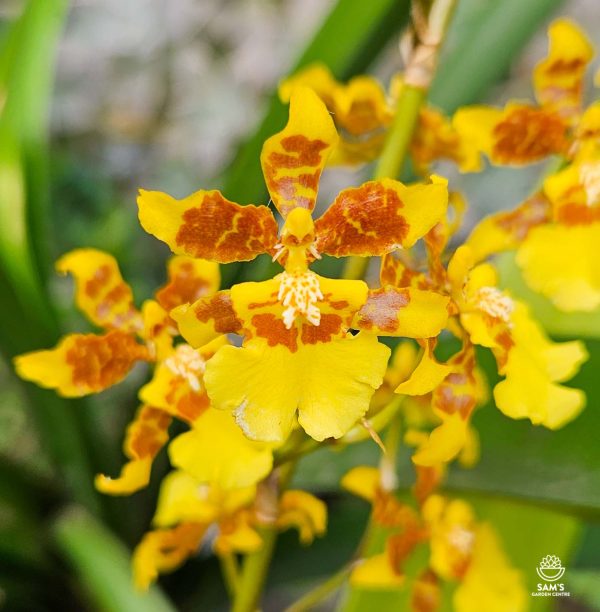 Dancing Lady Orchid - Flowers Zoomed In