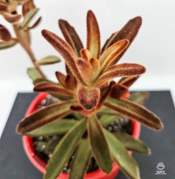 Kalanchoe Tomentosa Dorothy Brown - Zoomed In