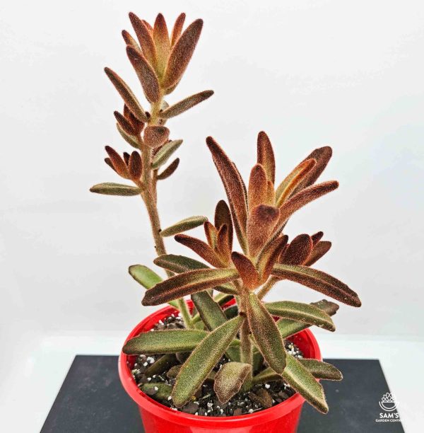 Kalanchoe Tomentosa Dorothy Brown - Side View